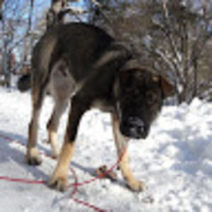 Meet your Posher, Pipkin